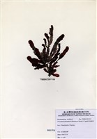 藏品(脈膜藻)的圖片